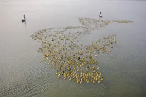 Transparent Prints: Aerial view of a fisherman standing on a canoe following a flock of ducks along Baulai