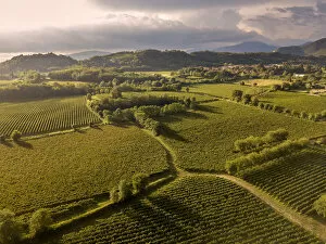 Aerial Photography Gallery: Aerial view of Franciacorta fields, Franciacorta, Brescia province, Lombardy district