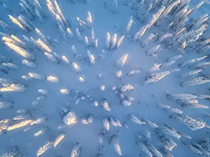 Levi Prints: Aerial view of frozen trees in the snow covered woods, Levi, Kittila, Lapland, Finland