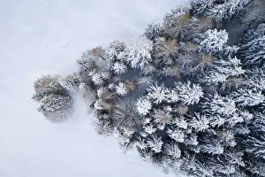 Ski Slopes Prints: Aerial view of a group of trees covered in snow near the Presolana Pass after a snowfall
