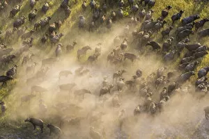 Images Dated 6th January 2016: Aerial view herd of African Buffalos, Okavango Delta, Botswana, Africa