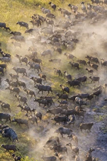 Dust Gallery: Aerial view herd of African Buffalos, Okavango Delta, Botswana, Africa