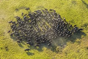 Africa Gallery: Aerial view herd of African Buffalos, Okavango Delta, Botswana, Africa