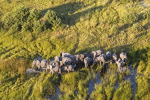 Okavango Collection: Aerial view herd of elephants, Okavango Delta, Botswana, Africa