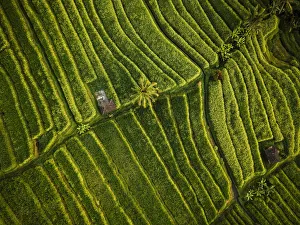 Aerial View of Jatiluwih Rice Terraces, Tabanan, Bali, Indonesia