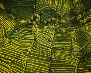 Pattern Prints: Aerial View of Jatiluwih Rice Terraces, Tabanan, Bali, Indonesia