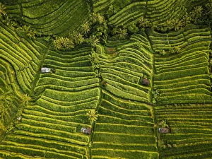 Aerial View of Jatiluwih Rice Terraces, Tabanan, Bali, Indonesia