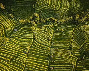 Pattern Collection: Aerial View of Jatiluwih Rice Terraces, Tabanan, Bali, Indonesia