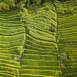 Images Dated 21st June 2019: Aerial View of Jatiluwih Rice Terraces, Tabanan, Bali, Indonesia