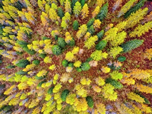 Aerial View over Larch & Evergreen Forest, Dolomites, Belluno, Veneto, Italy