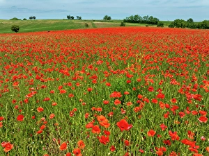Poppies Prints: Aerial view of large poppy field in Neugartheim, Alsace, France