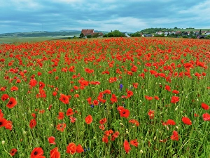Poppies Prints: Aerial view of large poppy field in Neugartheim, Alsace, France