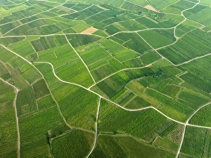 Grapes Prints: Aerial view of large vineyard in Colmar, Alsace, France