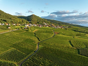 Grape Prints: Aerial view of large vineyard in Colmar, Alsace, France