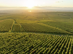 Grape Prints: Aerial view of large vineyard in Colmar, Alsace, France