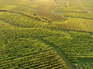 Grapes Prints: Aerial view of large vineyard in Colmar, Alsace, France