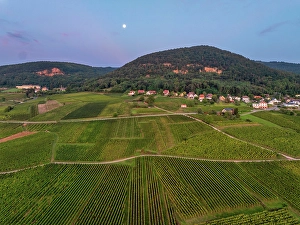 Grape Prints: Aerial view of large vineyard in Colmar, Alsace, France