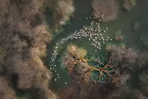 East Africa Gallery: Aerial view of lesser flamingos in Lake Bogoria, Kenya