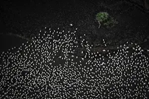 Flock Prints: Aerial view of lesser and greater flamingos gathering in Lake Bogoria, rift valley, Kenya