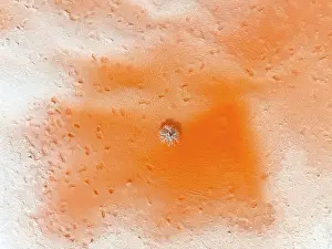 Cordillera Prints: Aerial view detail of a lone plant in a red lagoon of the Antofalla Salt Flat (Salar de Antofalla)