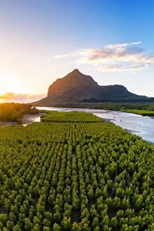 Aerial view of mangroves plantations and Le Morne Brabant mountain during the sunset