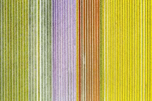 Abstract Collection: Aerial view of a multicolor tulips field (Warmenhuizen, Schagen municipality, Dutch