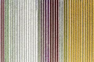 Earth From Above Prints: Aerial view of a multicolor tulips field (Warmenhuizen, Schagen municipality, Dutch