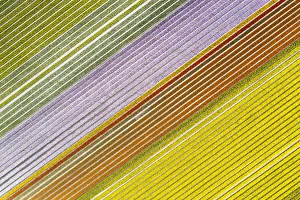 Aerial view of a multicolor tulips field (Warmenhuizen, Schagen municipality, Dutch Aerial view of a multicolor tulips field (Warmenhuizen, Schagen municipality, Dutch
