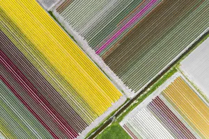 Aerial view of a multicolor tulips field (Warmenhuizen, Schagen municipality, Dutch