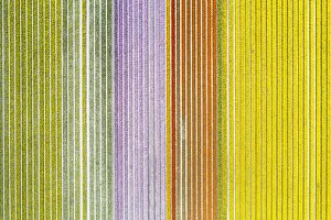 Aerial view of a multicolor tulips field (Warmenhuizen, Schagen municipality, Dutch