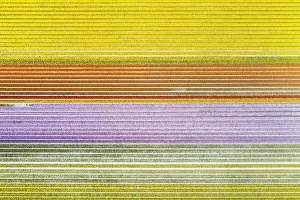 Multicolor Prints: Aerial view of a multicolor tulips field (Warmenhuizen, Schagen municipality, Dutch