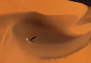 Dunes Prints: Aerial view of oryx running on a sand dune