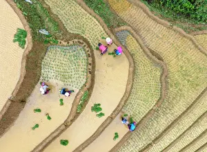 Crop Prints: Aerial view of people working in the rice terraces at Mu Cang Chai, Vietnam
