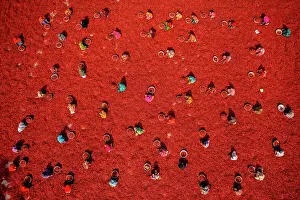 Harvest Prints: Aerial view of people working in a small farm collecting red chillies In a field