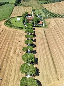 Umbrella Prints: Aerial View over Pine Trees Leading to Villa, Umbria, Italy