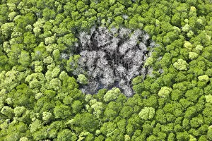 Aerial view of rain forest with trees hit by lightning strike, Daintree Forest, Daintree