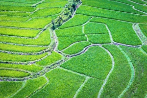 Environment Prints: Aerial view of rice fields in the green rural landscape