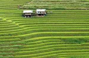 Rice Fields Prints: Aerial view of rice terraces, Mu Cang Chai, Northwest Vietnam, Asia