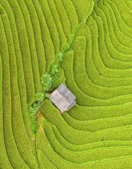 Straight Down Prints: Aerial view of rice terraces, Mu Cang Chai, Northwest Vietnam, Asia