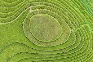 Straight Down Prints: Aerial view of rice terraces, Mu Cang Chai, Northwest Vietnam, Asia