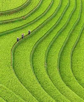 Crop Prints: Aerial view of rice terraces, Mu Cang Chai, Northwest Vietnam, Asia