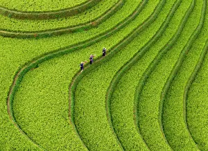 Crop Prints: Aerial view of rice terraces, Mu Cang Chai, Northwest Vietnam, Asia