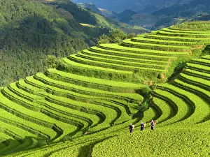 Rice Fields Prints: Aerial view of rice terraces, Mu Cang Chai, Northwest Vietnam, Asia