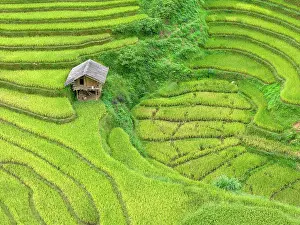 Straight Down Prints: Aerial view of rice terraces, Mu Cang Chai, Northwest Vietnam, Asia