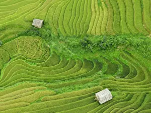 Straight Down Prints: Aerial view of rice terraces, Mu Cang Chai, Northwest Vietnam, Asia