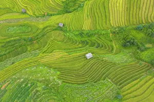 Straight Down Prints: Aerial view of rice terraces, Mu Cang Chai, Northwest Vietnam, Asia