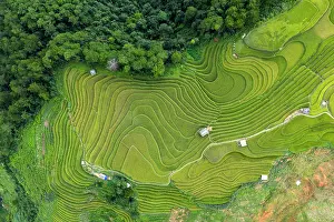 Straight Down Prints: Aerial view of rice terraces, Mu Cang Chai, Northwest Vietnam, Asia