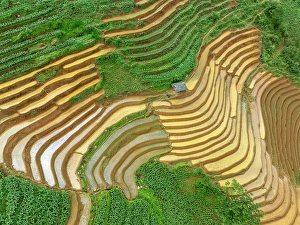 Rice Field Prints: Aerial view of the rice terraces at Mu Cang Chai, Vietnam