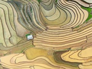 Crop Prints: Aerial view of the rice terraces at Mu Cang Chai, Vietnam