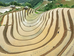 Rice Field Prints: Aerial view of the rice terraces at Mu Cang Chai, Vietnam